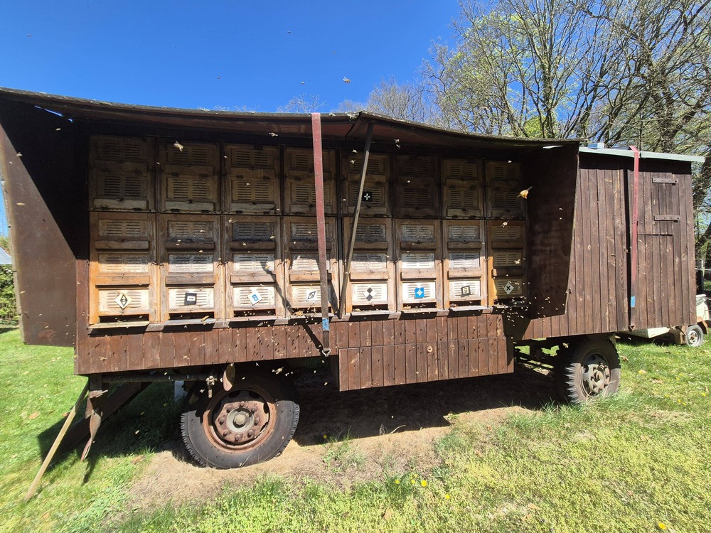 Historischer Bienenwagen der Imkerei Knape