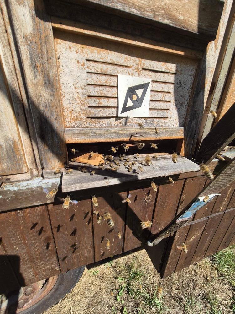 Bienen am Bienenstock
