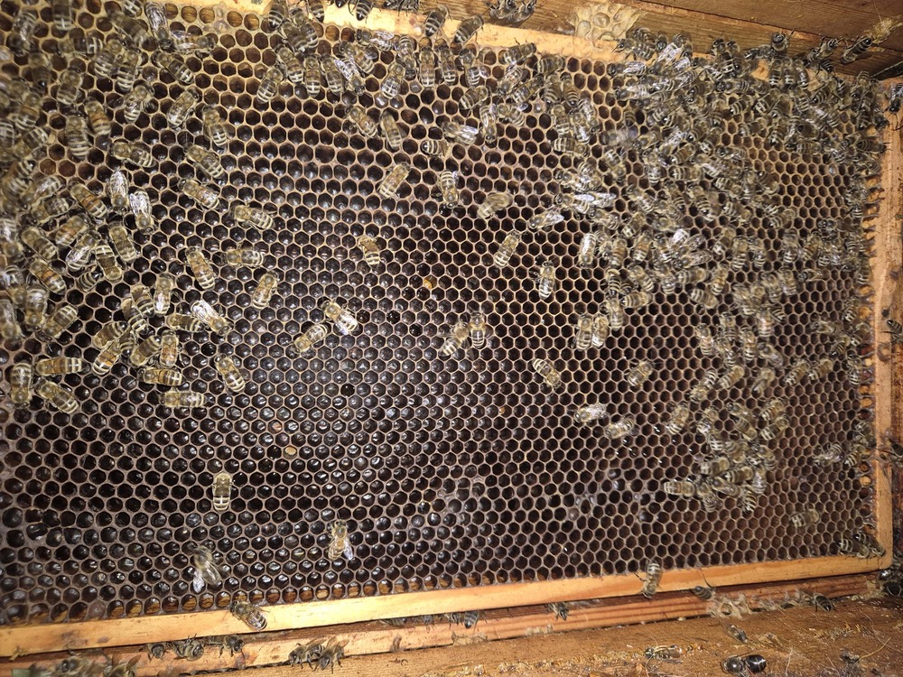 Bienen auf einer Wabe